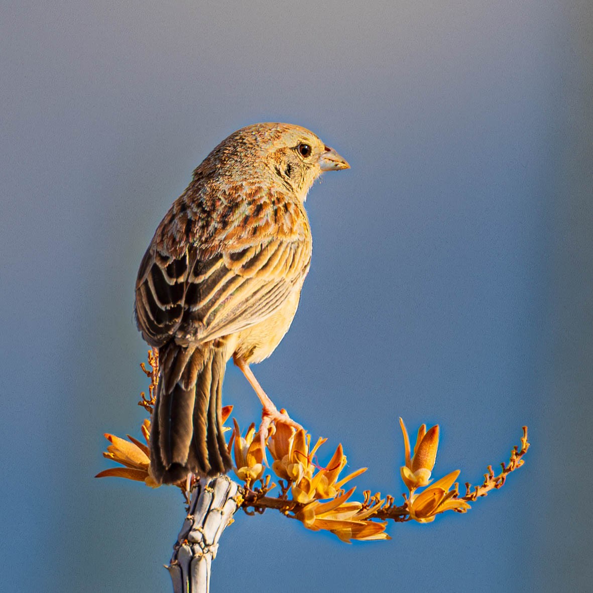 Botteri's Sparrow - ML638030479