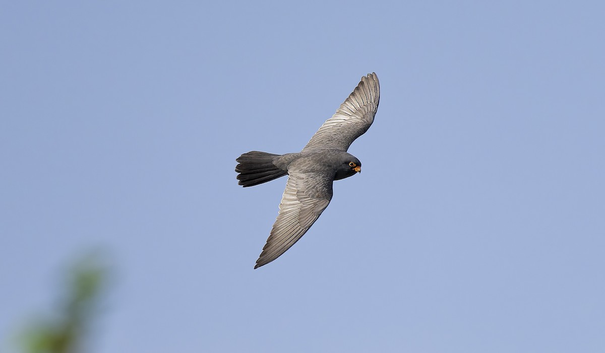 Red-footed Falcon - ML638030498