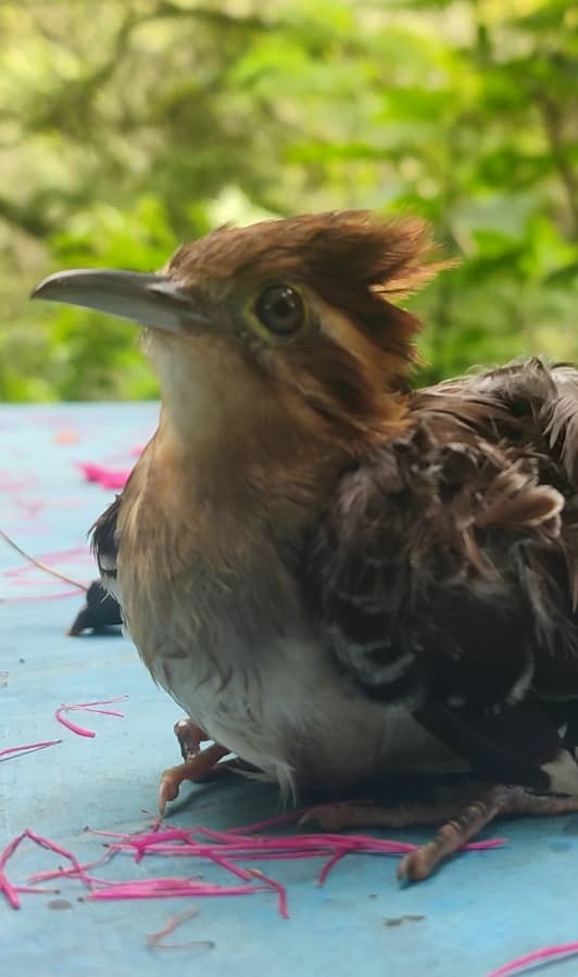 Pavonine Cuckoo - ML638030501