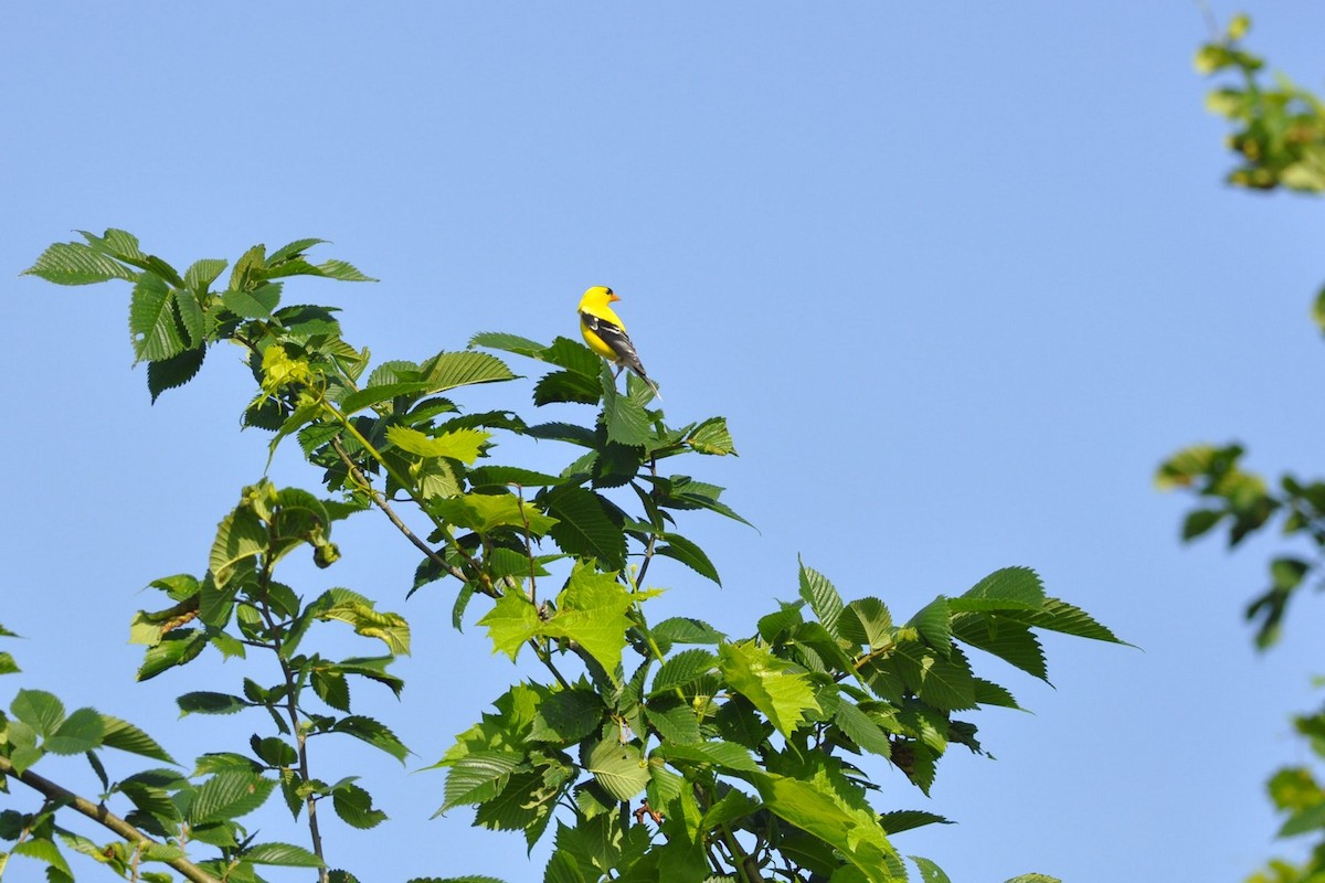 American Goldfinch - ML638030506