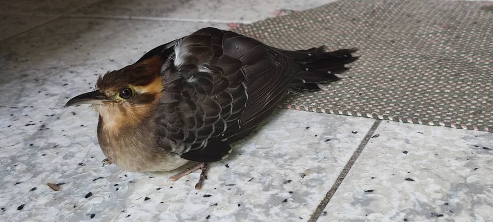 Pavonine Cuckoo - ML638030507