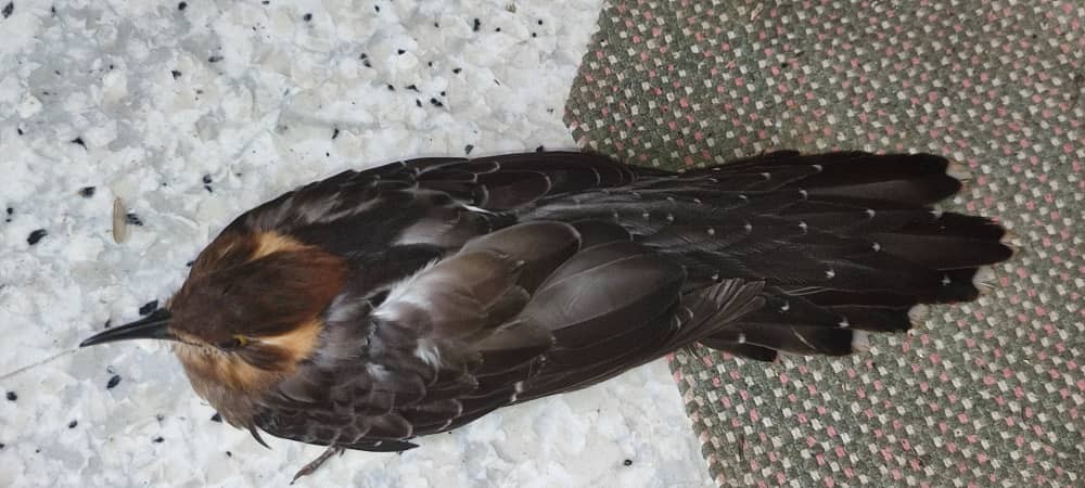 Pavonine Cuckoo - ML638030508