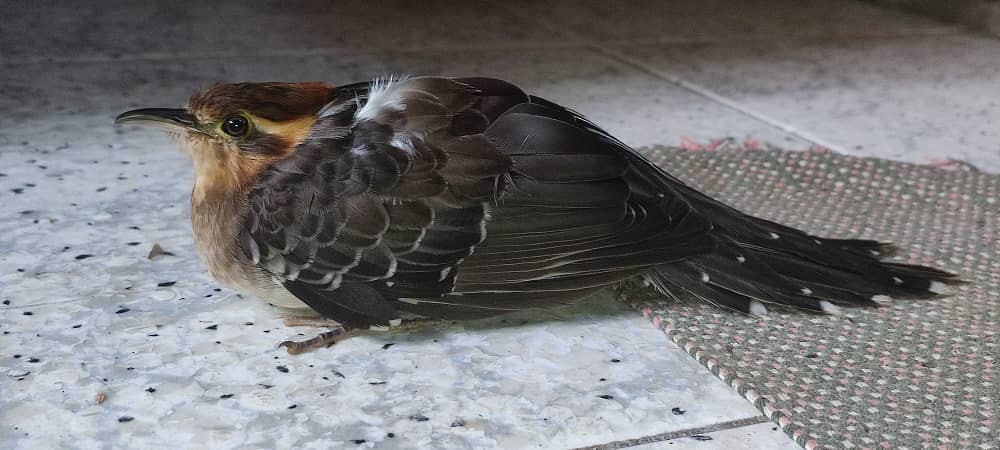 Pavonine Cuckoo - ML638030509