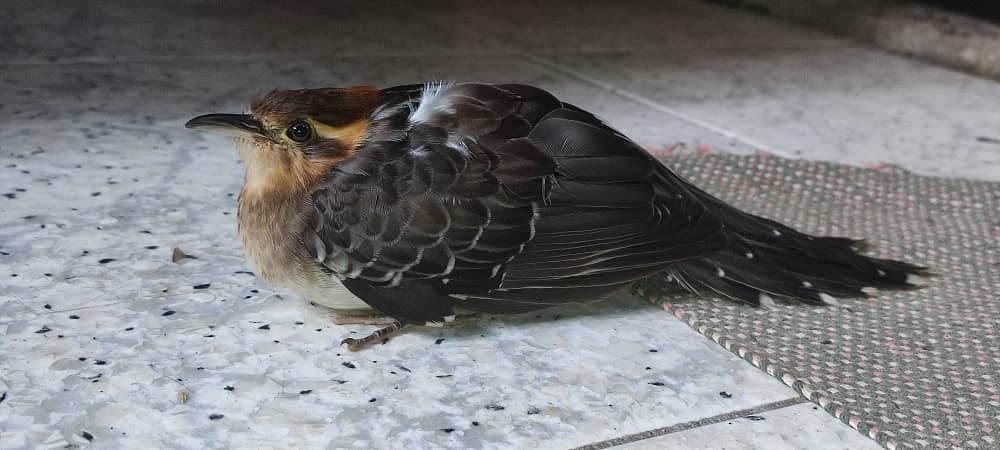 Pavonine Cuckoo - ML638030510