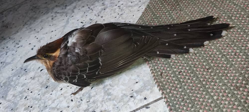 Pavonine Cuckoo - ML638030511