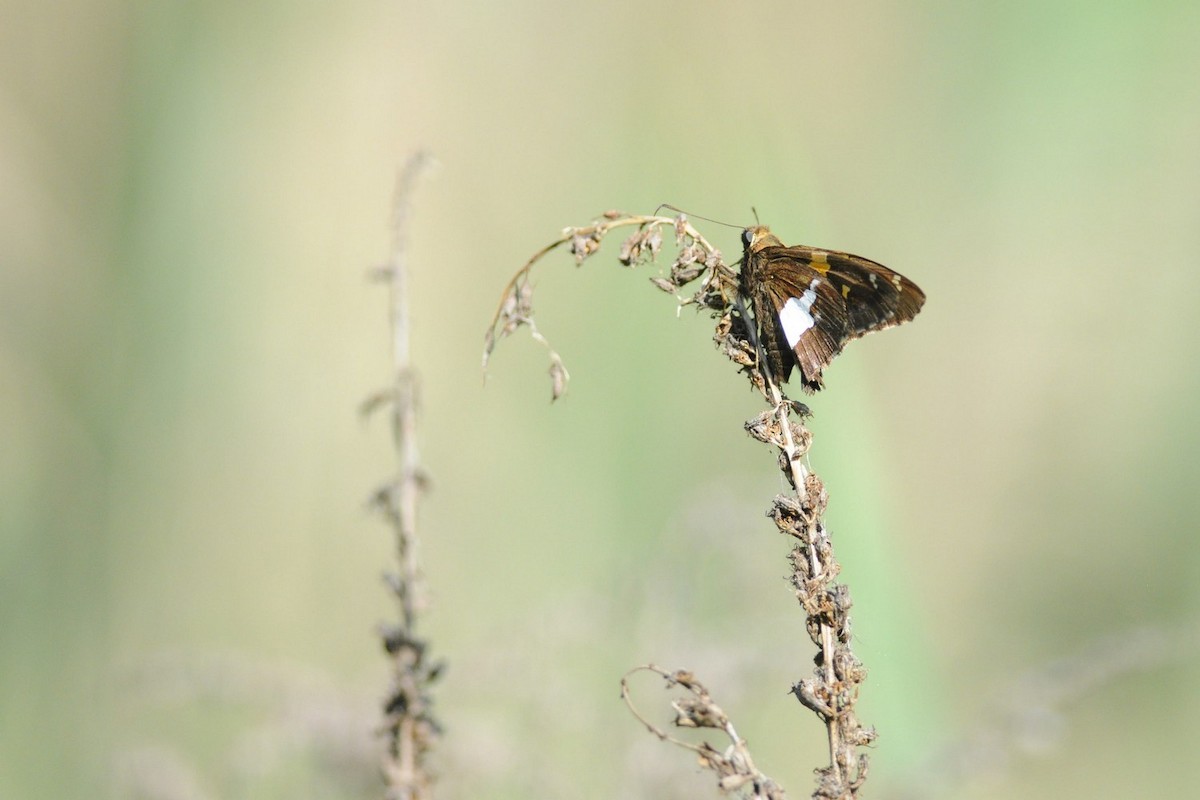 Insects - ML638030526