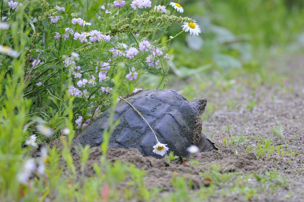Common Snapping Turtle - ML638030609