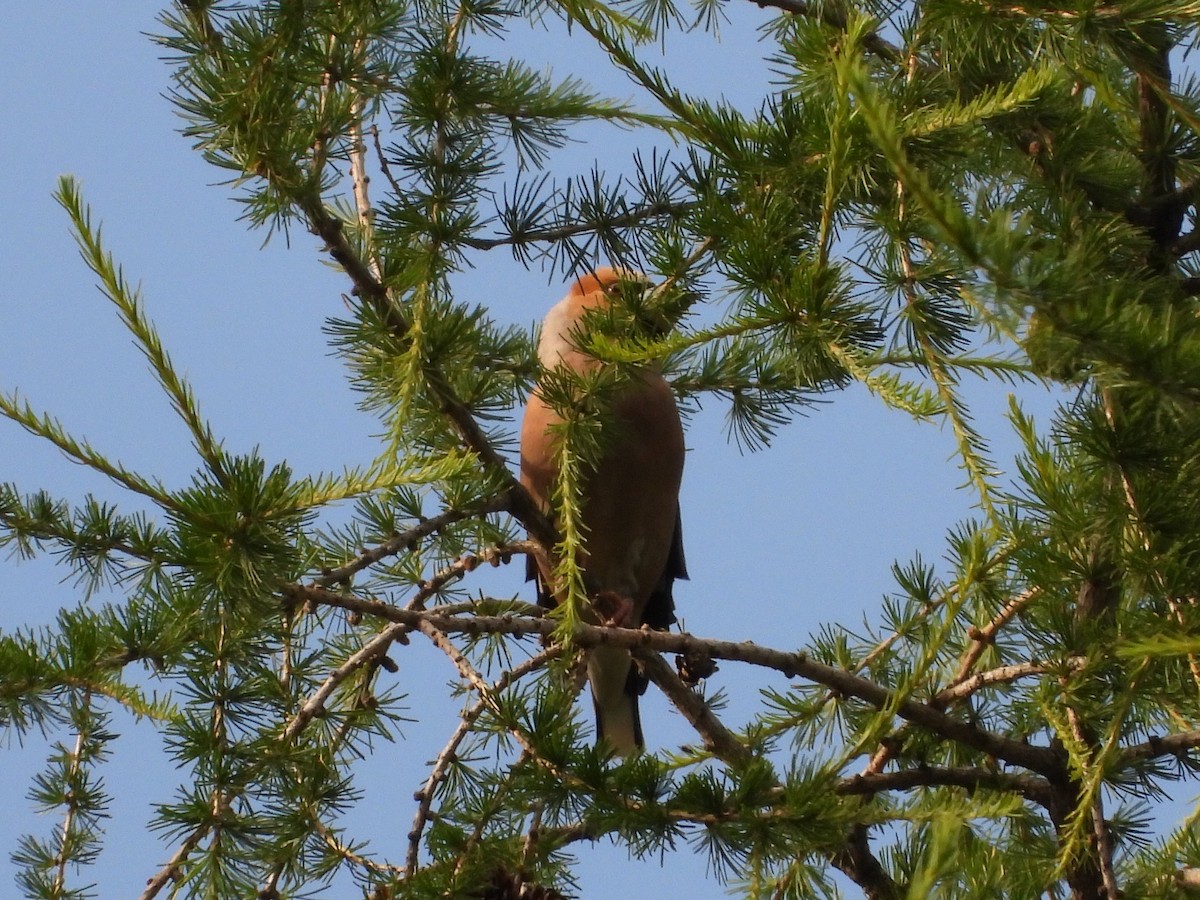 Hawfinch - ML638030635