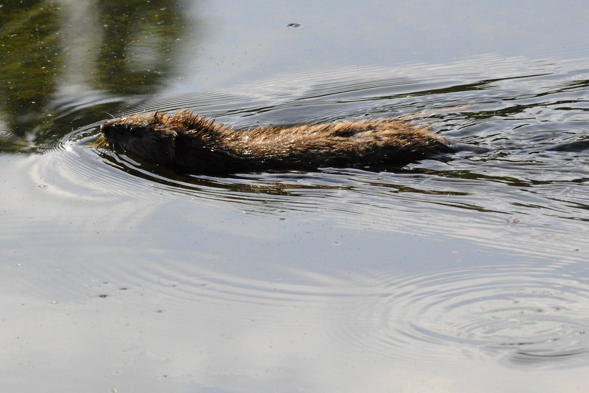 Mammals - ML638030654