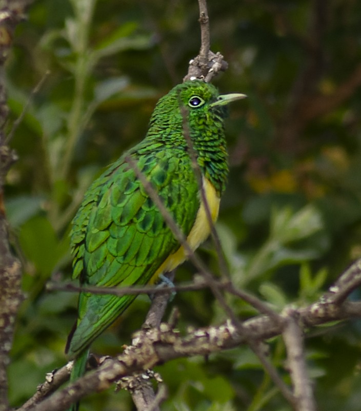 African Emerald Cuckoo - ML638030661
