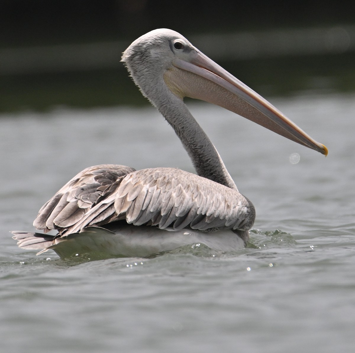 Pink-backed Pelican - ML638030697