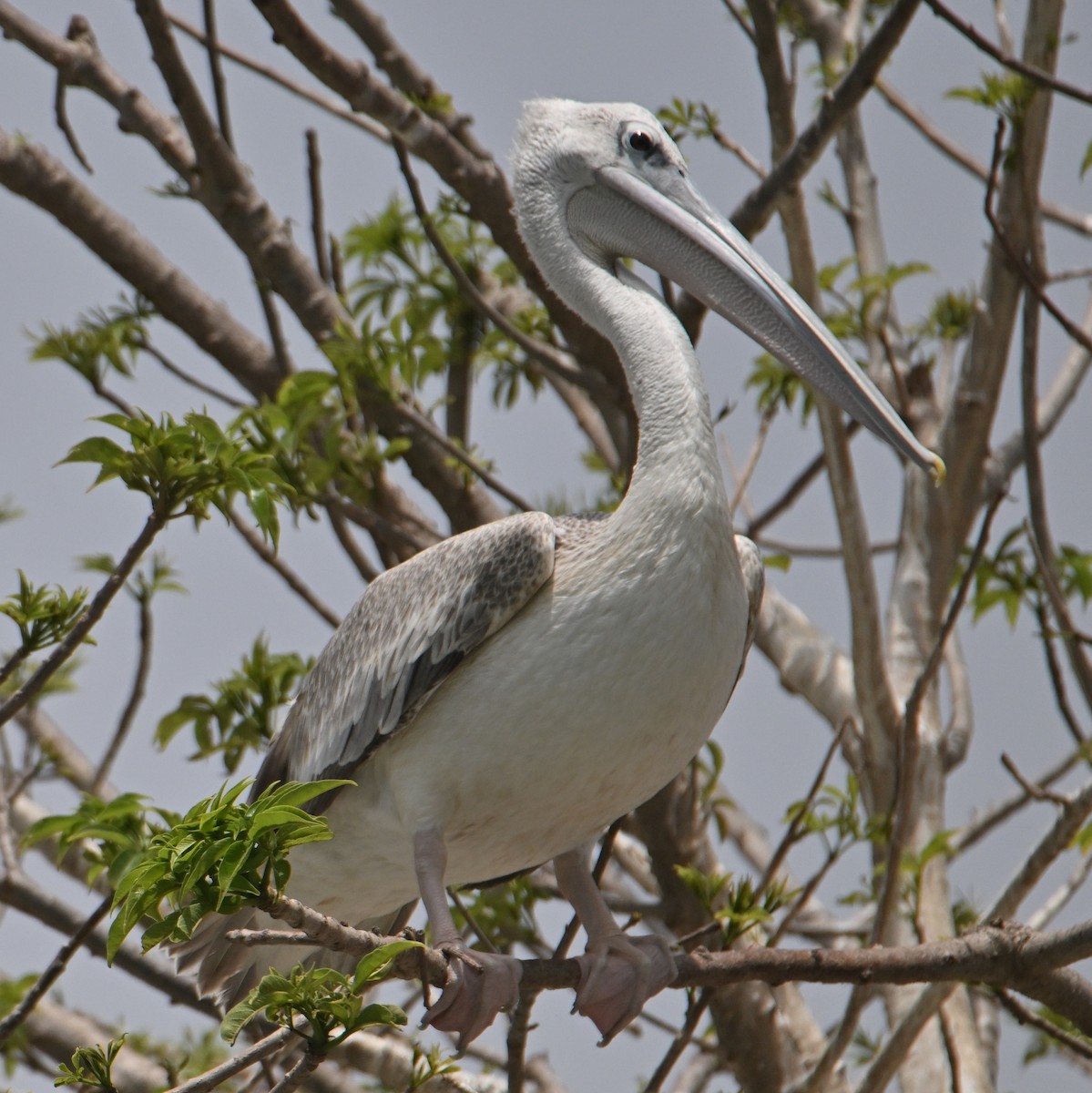 Pink-backed Pelican - ML638030698