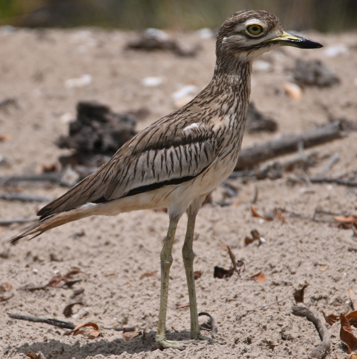 Senegal Thick-knee - ML638030717
