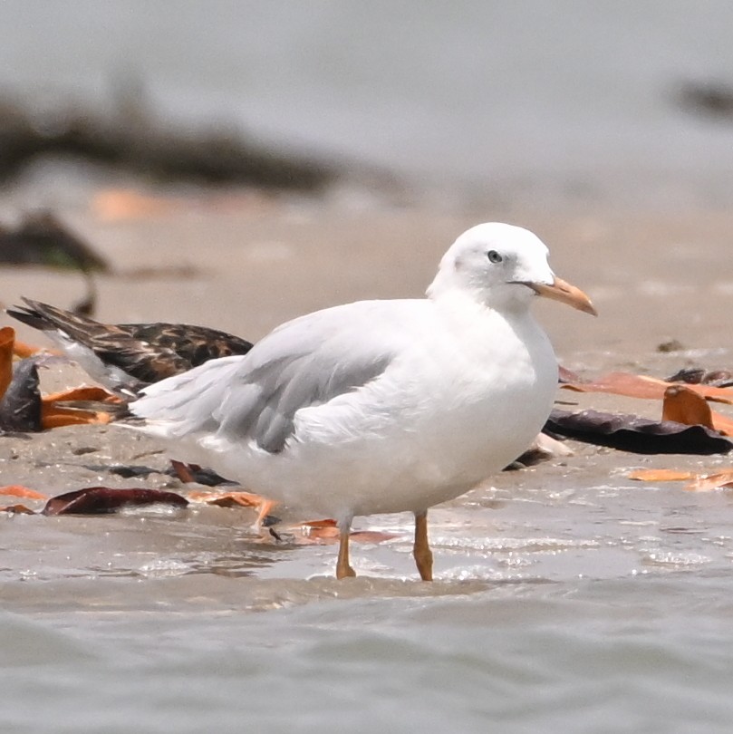 Slender-billed Gull - ML638030732
