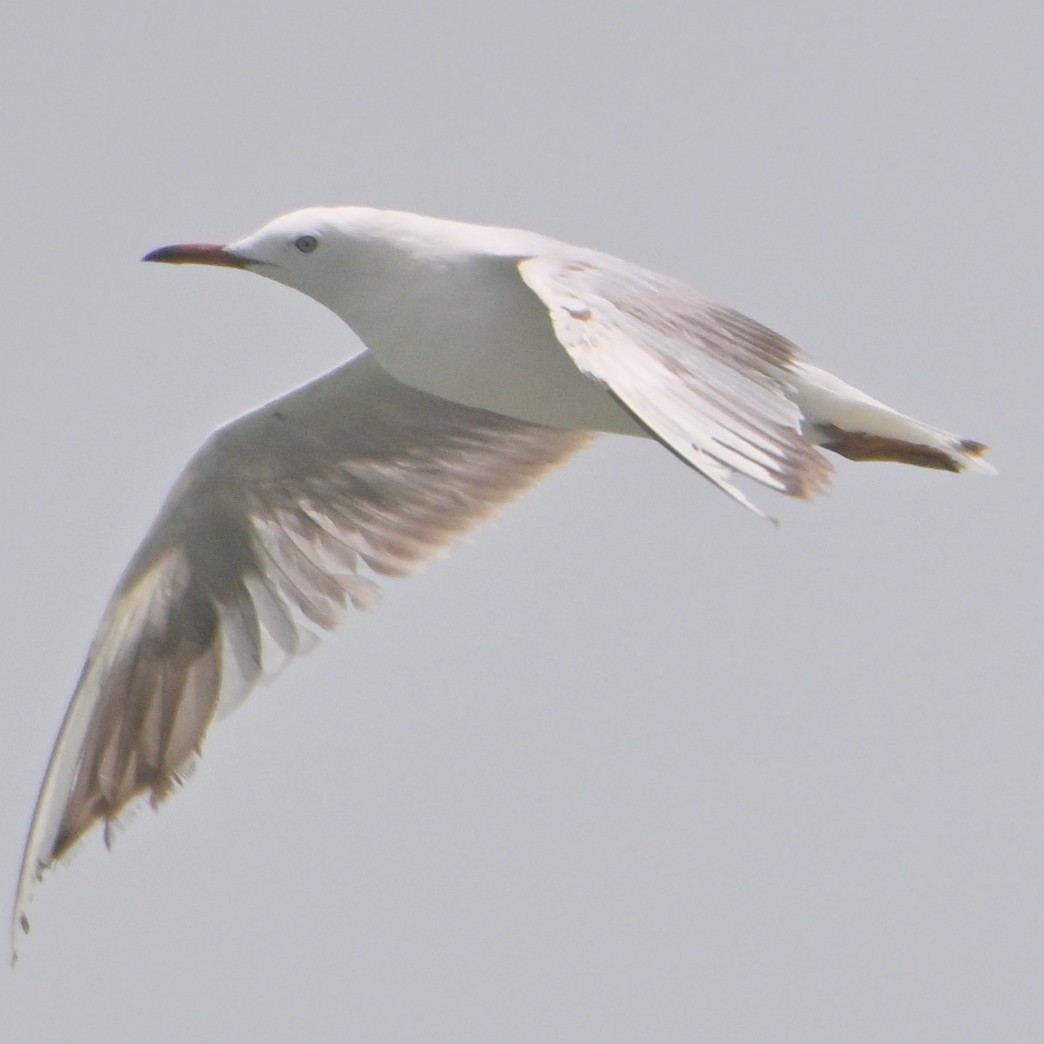 Slender-billed Gull - ML638030733
