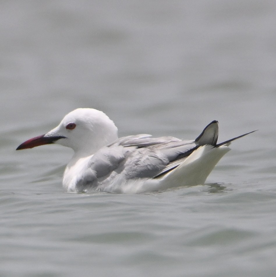 Slender-billed Gull - ML638030734