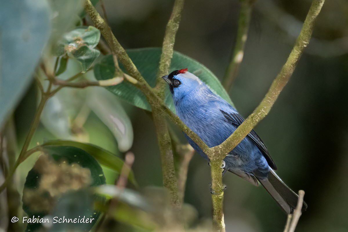 Diademed Tanager - ML638030737