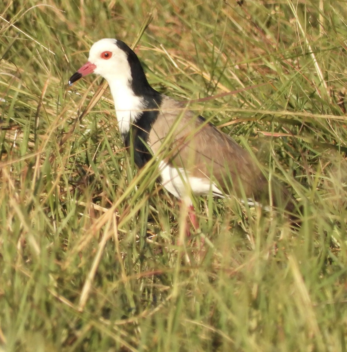 Long-toed Lapwing - ML638030744