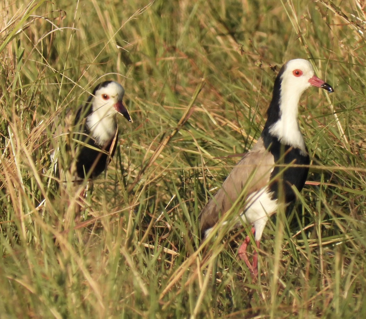Long-toed Lapwing - ML638030745
