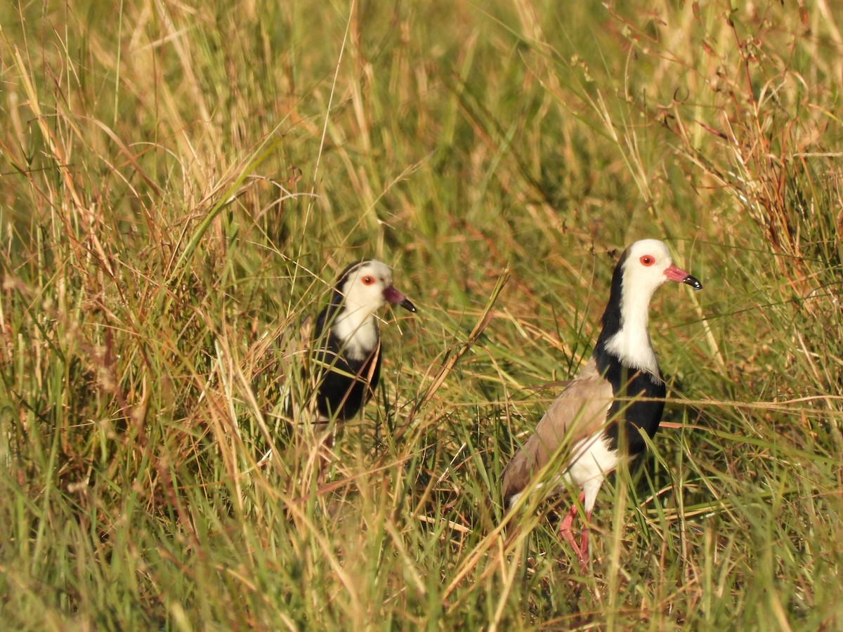 Long-toed Lapwing - ML638030746
