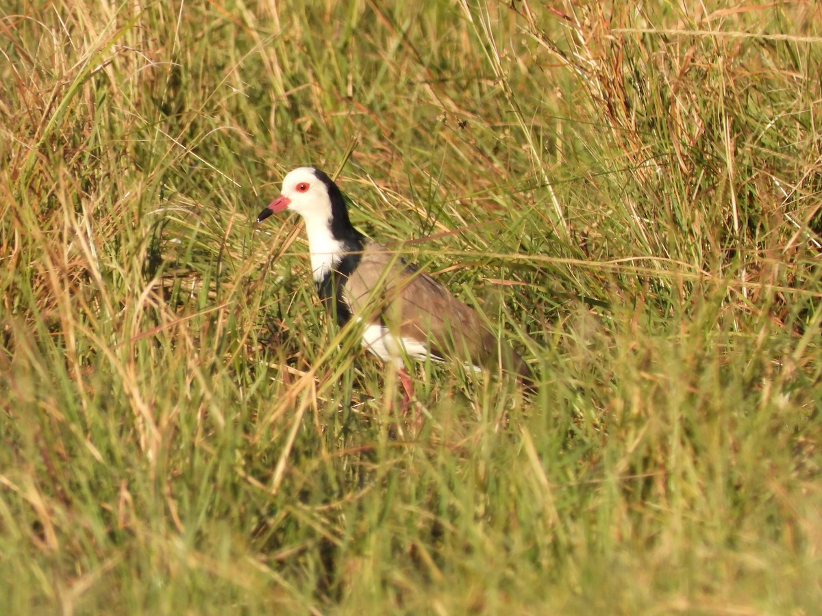 Long-toed Lapwing - ML638030747