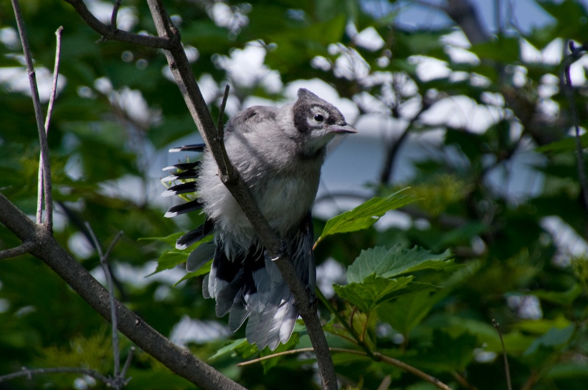 Blue Jay - ML638030763
