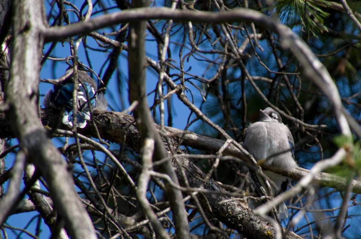 Blue Jay - ML638030766