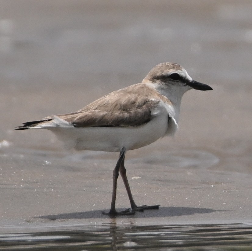 White-fronted Plover - ML638030777