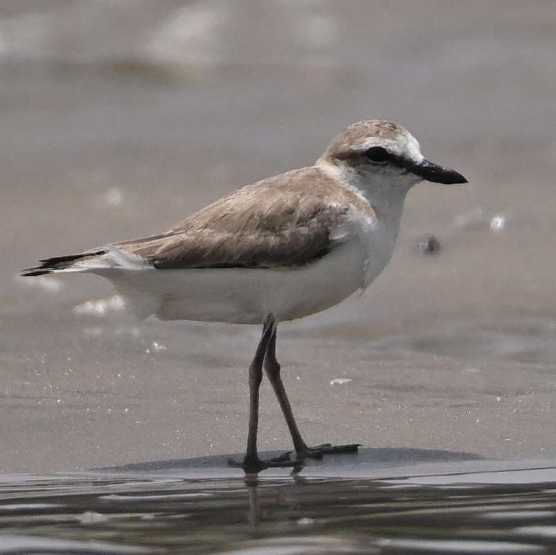 White-fronted Plover - ML638030778