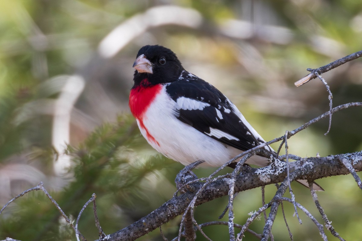 Rose-breasted Grosbeak - ML638030783