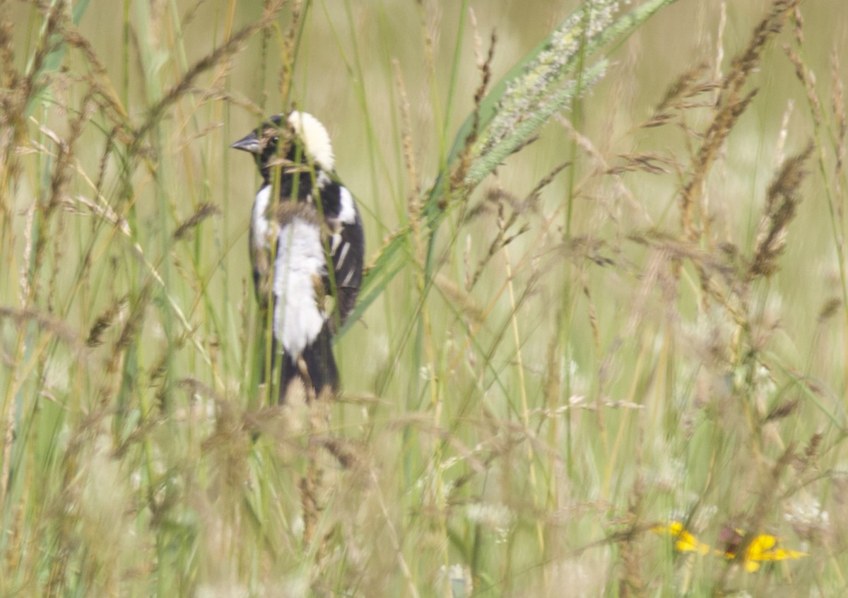 Bobolink - ML638030800