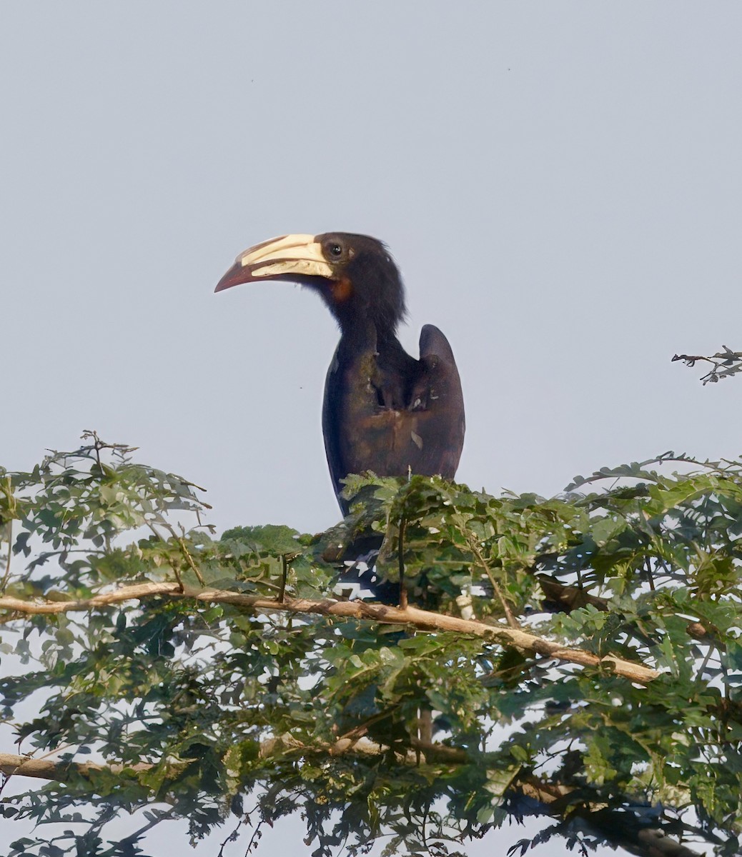 Congo Pied Hornbill - ML638030810