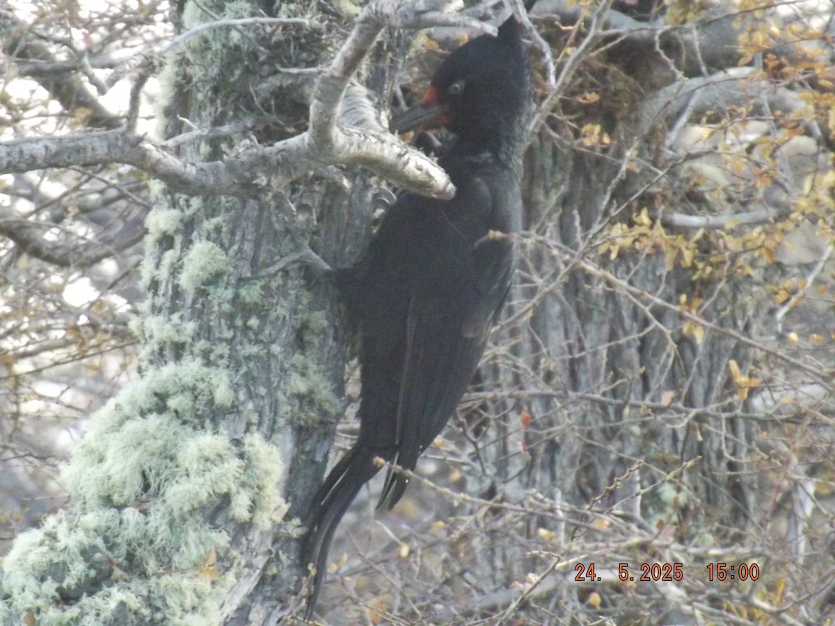 Magellanic Woodpecker - ML638030812