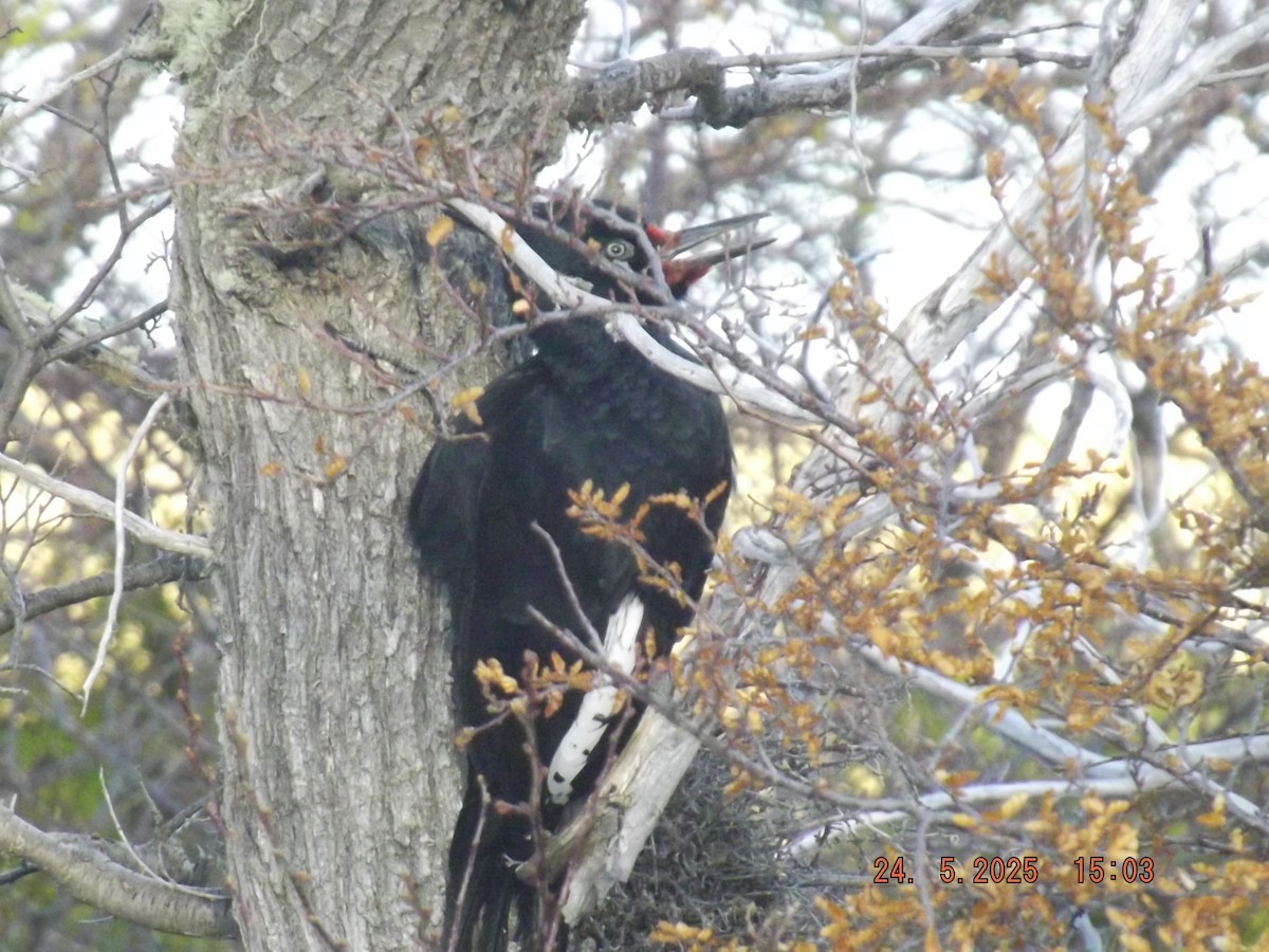 Magellanic Woodpecker - ML638030813