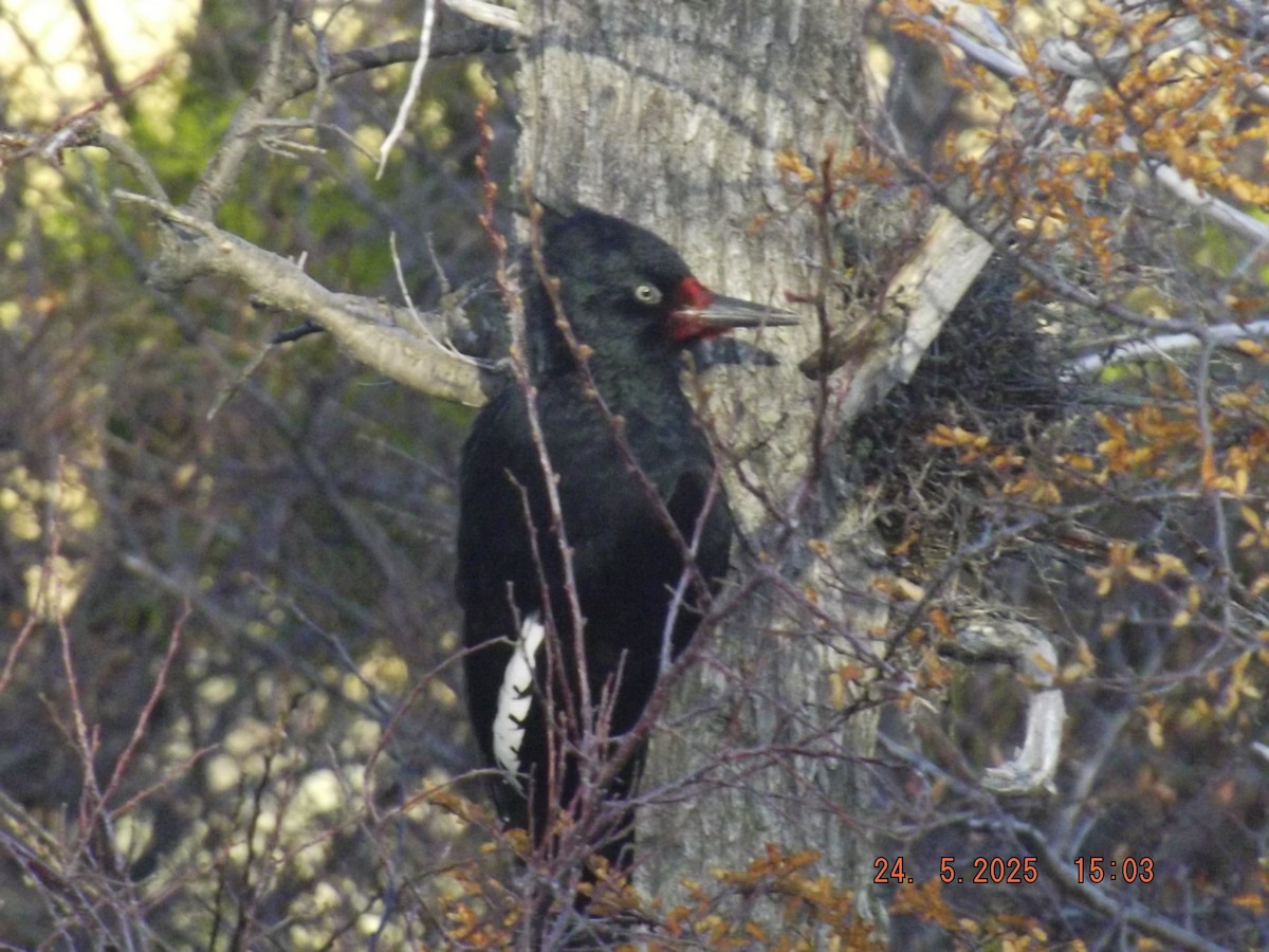 Magellanic Woodpecker - ML638030814