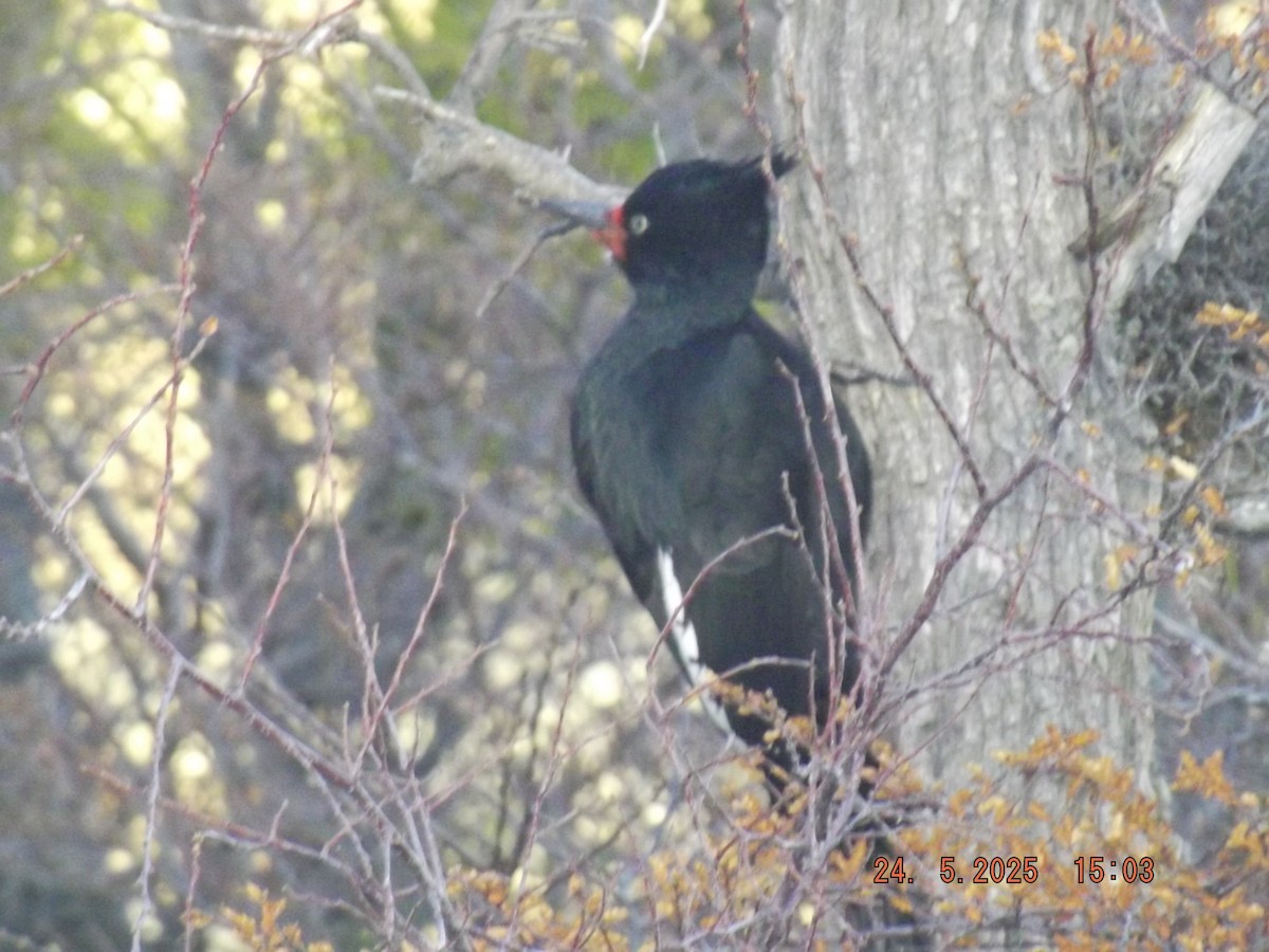 Magellanic Woodpecker - ML638030815