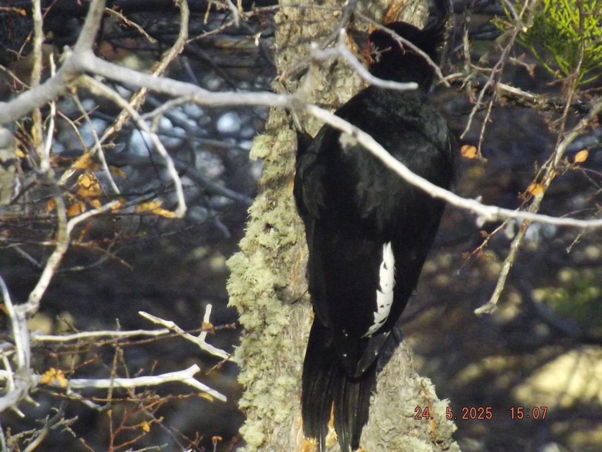 Magellanic Woodpecker - ML638030816