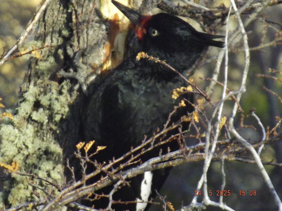 Magellanic Woodpecker - ML638030817