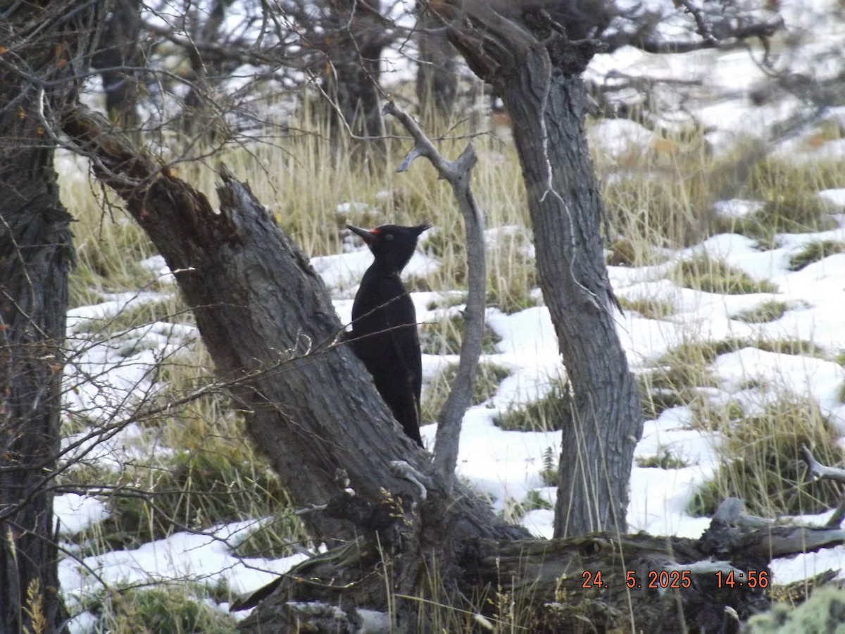 Magellanic Woodpecker - ML638030818