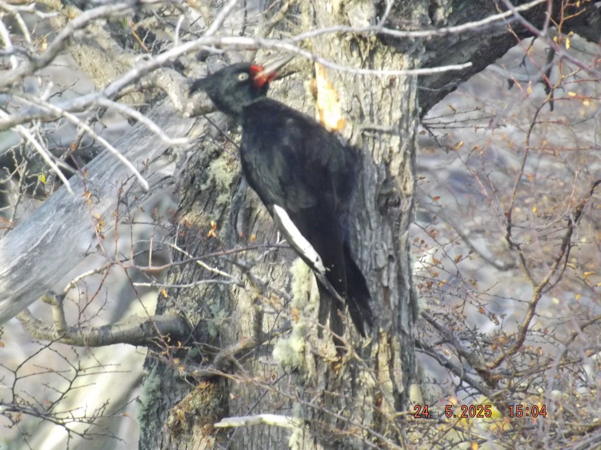 Magellanic Woodpecker - ML638030819