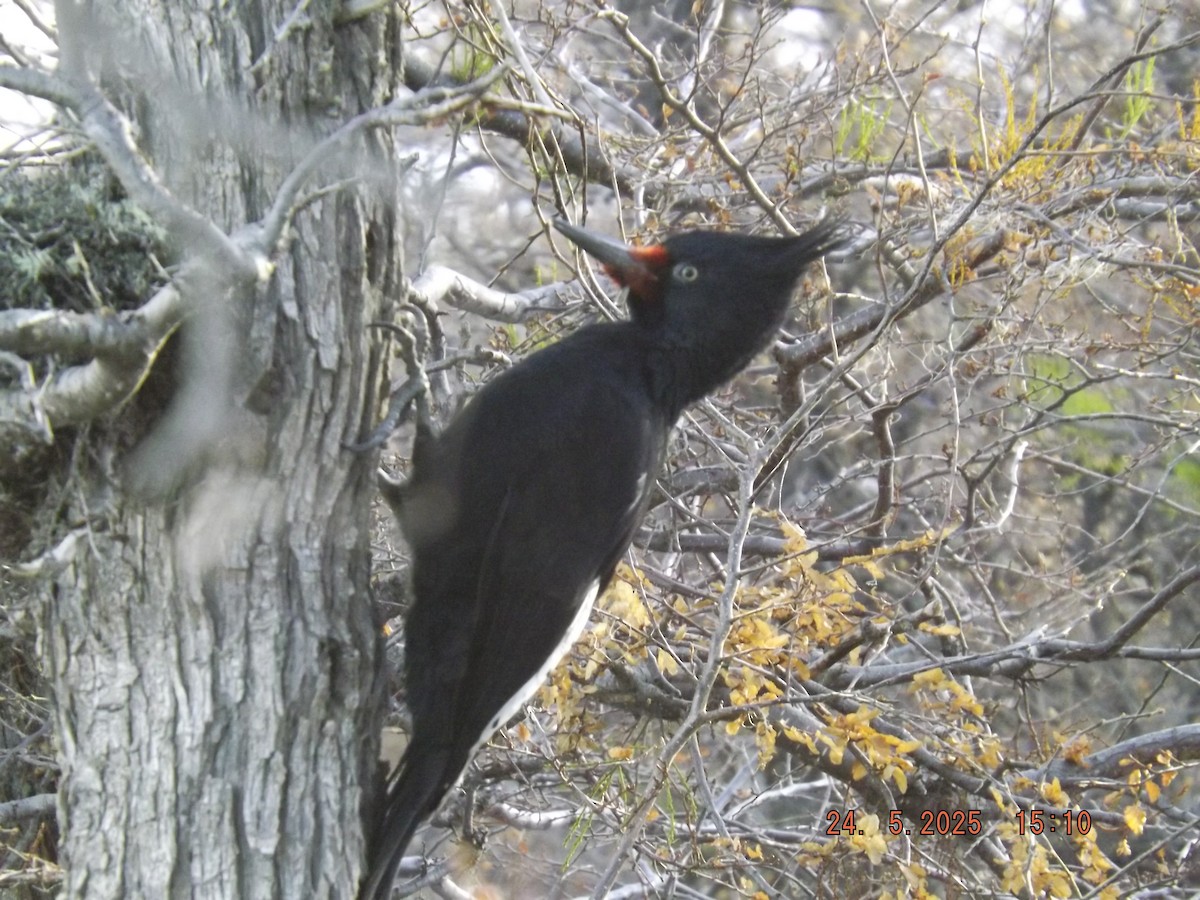 Magellanic Woodpecker - ML638030820