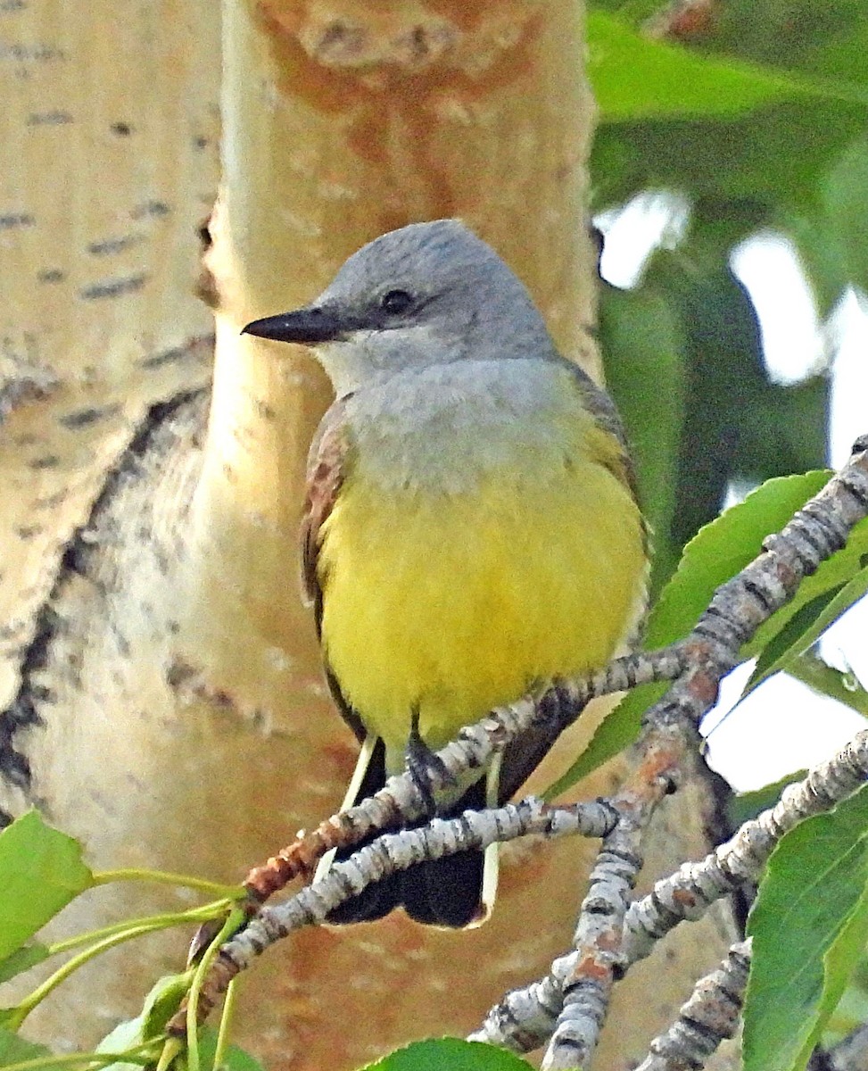 Western Kingbird - ML638030839