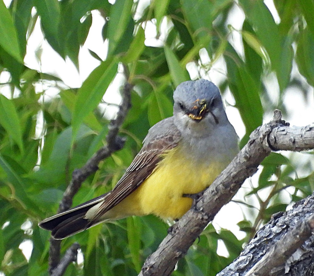 Western Kingbird - ML638030846