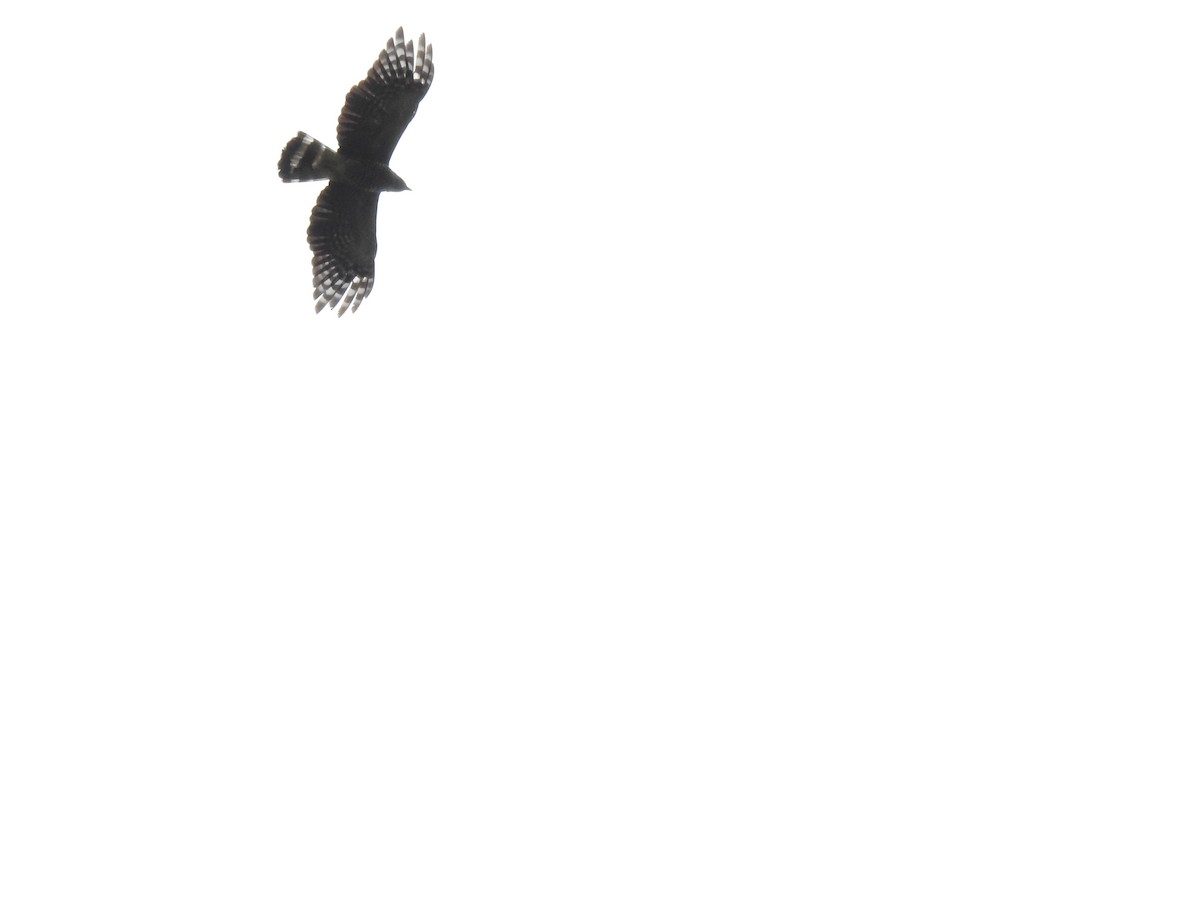 Hook-billed Kite - ML638030856