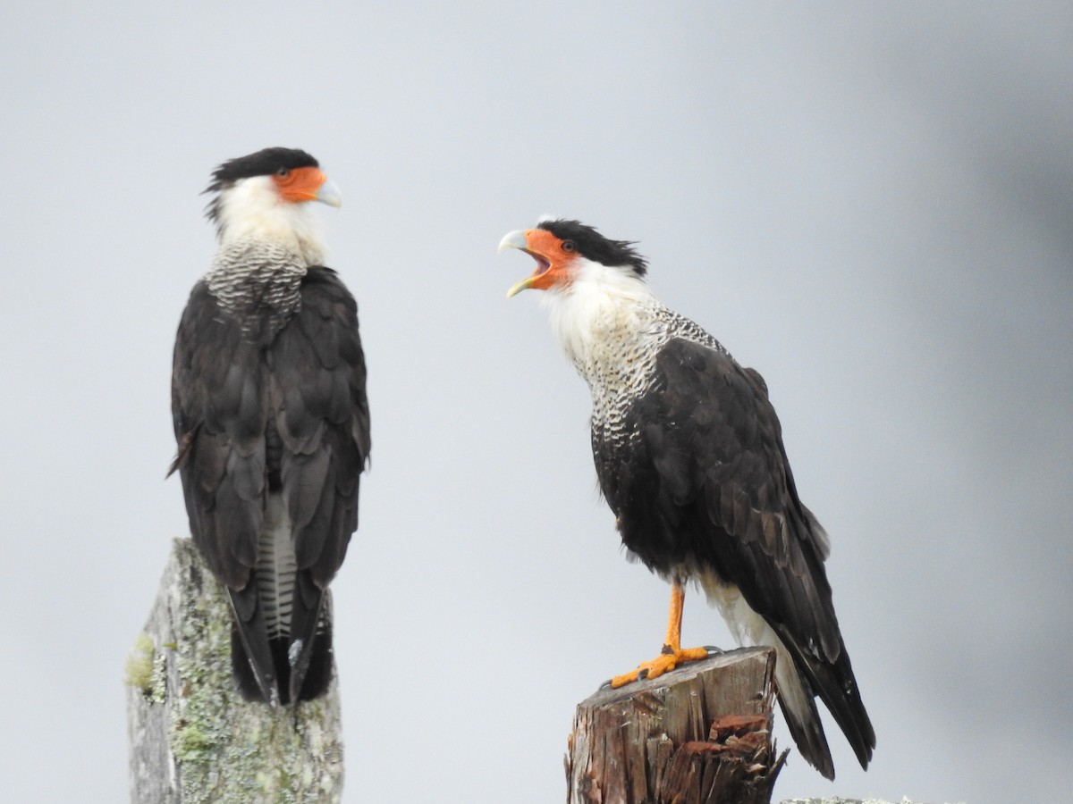 Crested Caracara (Northern) - ML638030865