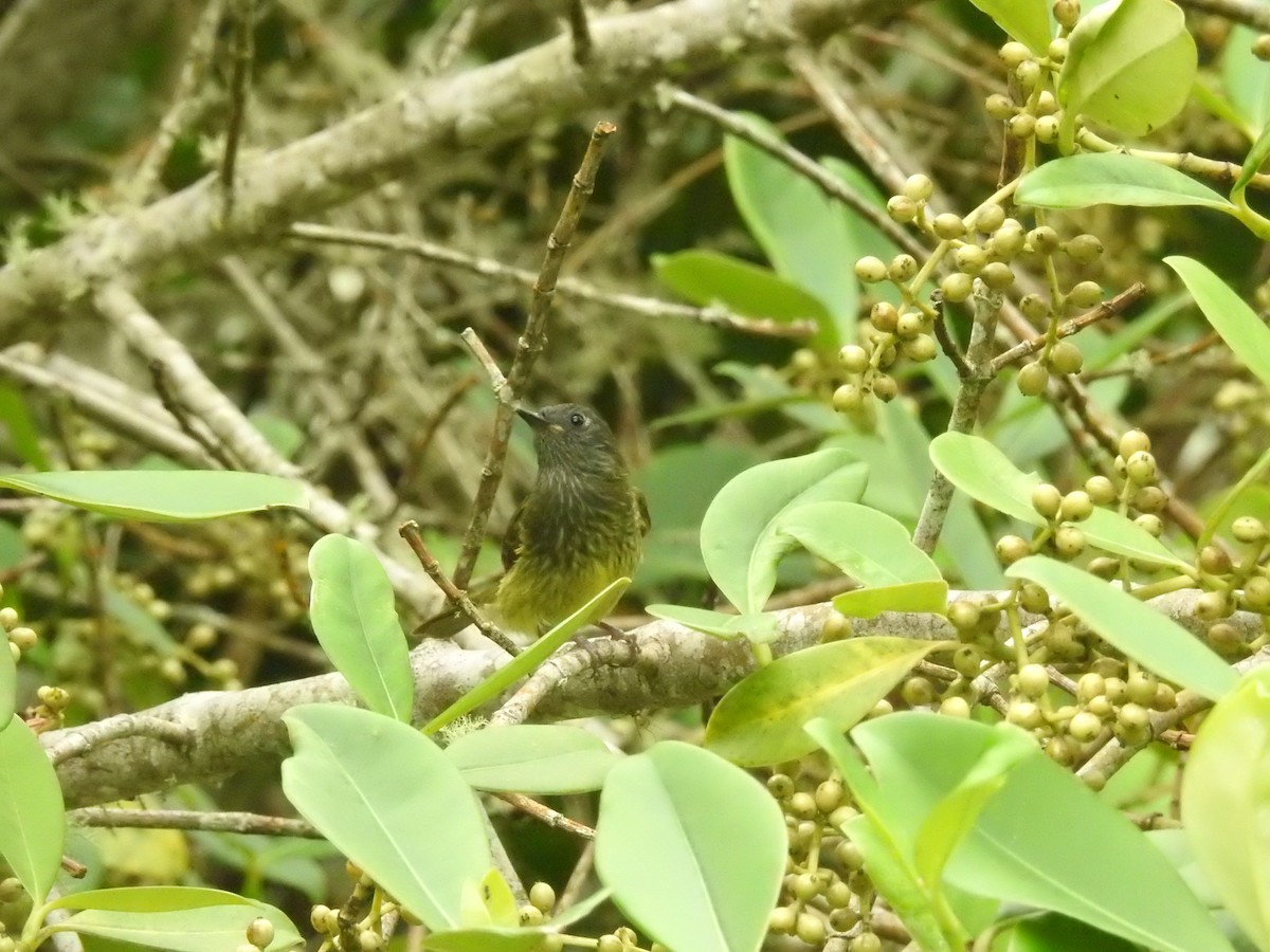 Streak-necked Flycatcher - ML638030883