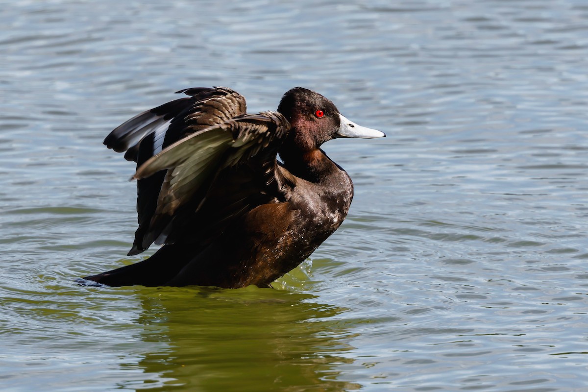 Southern Pochard - ML638030884