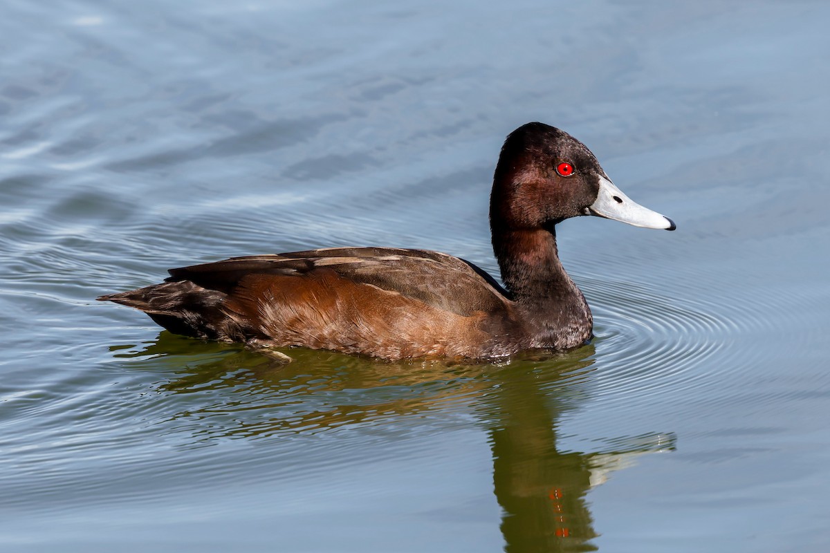 Southern Pochard - ML638030885