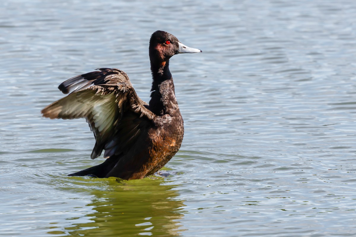 Southern Pochard - ML638030886