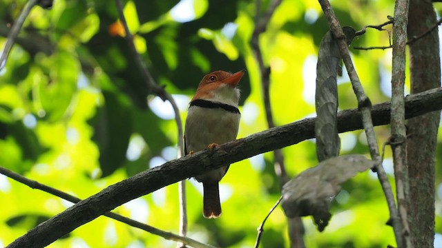 Collared Puffbird - ML638030898